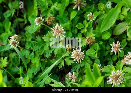 White clover aka Trifolium repens in grass on summer meadow. Close up of shamrock flower in green blurred background. Nectar source flowering plant. Stock Photo