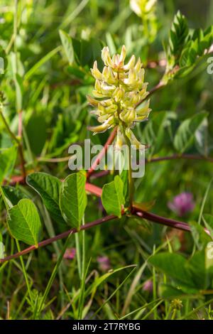 Astragalus Astragalus glycyphyllos grows in the wild. Stock Photo