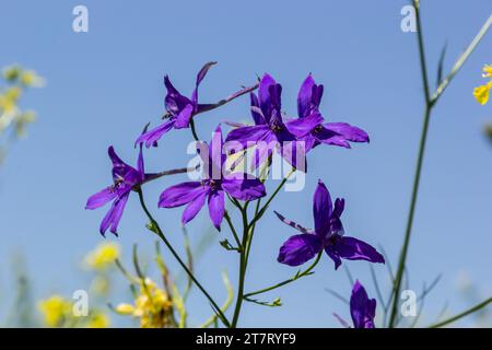 Wild Delphinium or Consolida Regalis, known as forking or rocket larkspur. Field larkspur is herbaceous, flowering plant of the buttercup family Ranun Stock Photo