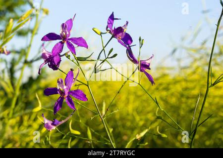 Wild Delphinium or Consolida Regalis, known as forking or rocket larkspur. Field larkspur is herbaceous, flowering plant of the buttercup family Ranun Stock Photo