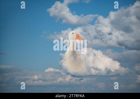 duck floating on the clouds figurative plot against the blue sky Stock Photo