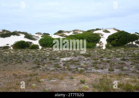 Long-leaved wettle (Acacia longifolia) is an evergreen shrub or small tree native to southeastern Australia and naturalized in Portugal and South Afri Stock Photo