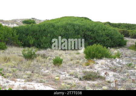 Long-leaved wettle (Acacia longifolia) is an evergreen shrub or small tree native to southeastern Australia and naturalized in Portugal and South Afri Stock Photo