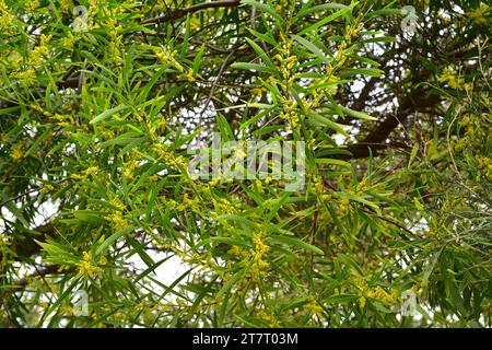 Long-leaved wettle (Acacia longifolia) is an evergreen shrub or small tree native to southeastern Australia and naturalized in Portugal and South Afri Stock Photo