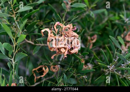 Long-leaved wettle (Acacia longifolia) is an evergreen shrub or small tree native to southeastern Australia and naturalized in Portugal and South Afri Stock Photo