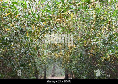 Galls of a chalcid wasp (Trichilogaster acaciaelongifoliae) parasite of long-leaved wattle.  Long-leaved wettle (Acacia longifolia) is an evergreen sh Stock Photo