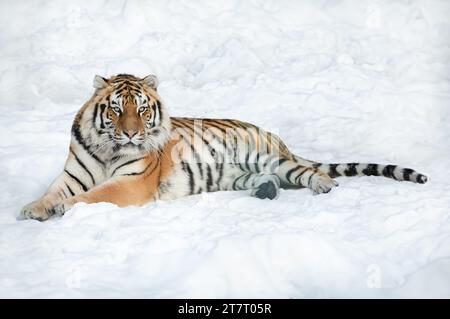 tiger lying on the snow in winter Stock Photo