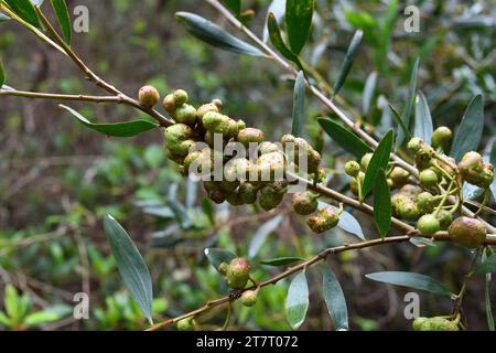 Galls of a chalcid wasp (Trichilogaster acaciaelongifoliae) parasite of long-leaved wattle.  Long-leaved wettle (Acacia longifolia) is an evergreen sh Stock Photo