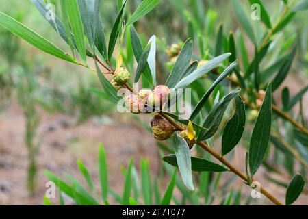 Galls of a chalcid wasp (Trichilogaster acaciaelongifoliae) parasite of long-leaved wattle.  Long-leaved wettle (Acacia longifolia) is an evergreen sh Stock Photo