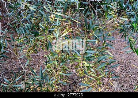 Galls of a chalcid wasp (Trichilogaster acaciaelongifoliae) parasite of long-leaved wattle.  Long-leaved wettle (Acacia longifolia) is an evergreen sh Stock Photo