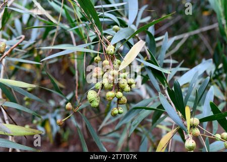 Galls of a chalcid wasp (Trichilogaster acaciaelongifoliae) parasite of long-leaved wattle.  Long-leaved wettle (Acacia longifolia) is an evergreen sh Stock Photo