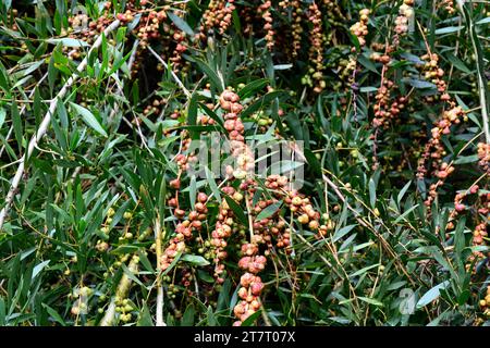 Galls of a chalcid wasp (Trichilogaster acaciaelongifoliae) parasite of long-leaved wattle.  Long-leaved wettle (Acacia longifolia) is an evergreen sh Stock Photo
