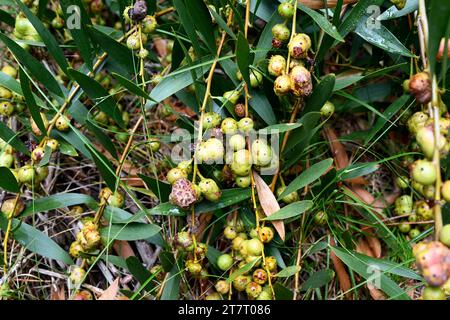 Galls of a chalcid wasp (Trichilogaster acaciaelongifoliae) parasite of long-leaved wattle. Long-leaved wettle (Acacia longifolia) is an evergreen shr Stock Photo