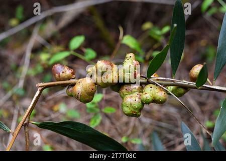 Galls of a chalcid wasp (Trichilogaster acaciaelongifoliae) parasite of long-leaved wattle. Long-leaved wettle (Acacia longifolia) is an evergreen shr Stock Photo