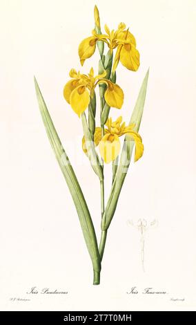 Old illustration of Yellow Flag (Iris pseudacorus). Les Liliacées, By P. J. Redouté. Impr. Didot Jeune, Paris, 1805 - 1816 Stock Photo