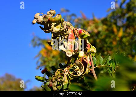 Tara Or Peruvian Carob (Caesalpinia Spinosa Or Tara Spinosa) Is An ...