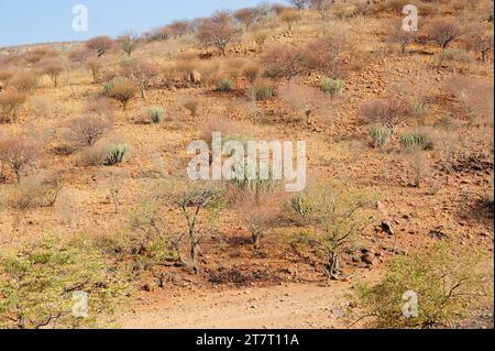 Mopane or mopani (Colophospermum mopane) is a deciduous tree native to southern Africa. This photo was taken in Epupa, Namibia. Stock Photo