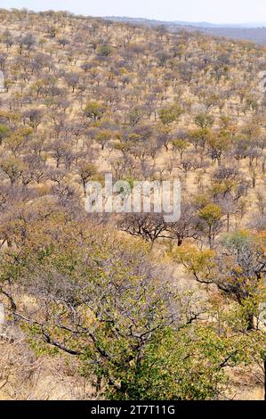 Mopane or mopani (Colophospermum mopane) is a deciduous tree native to southern Africa. This photo was taken in Etosha, Namibia. Stock Photo