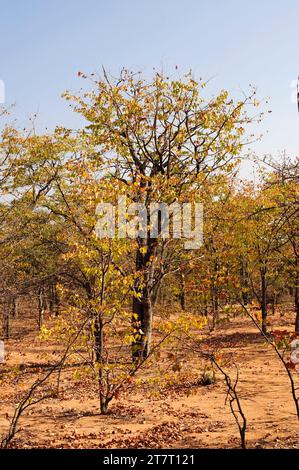 Mopane or mopani (Colophospermum mopane) is a deciduous tree native to southern Africa. This photo was taken in Namibia. Stock Photo