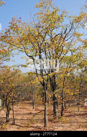 Mopane or mopani (Colophospermum mopane) is a deciduous tree native to southern Africa. This photo was taken in Namibia. Stock Photo