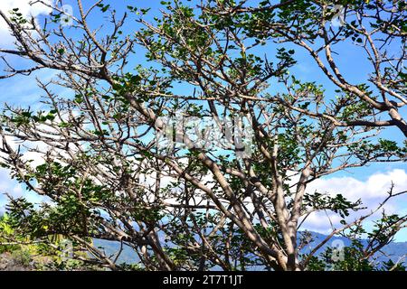 Common coral-tree (Erythrina lysistemon) is an ornamental deciduous tree native to South Africa. This photo was taken in La Palma, Canary Islands, Spa Stock Photo