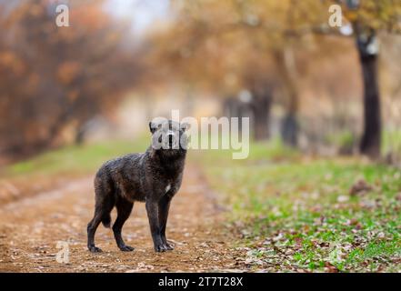 canadian black wolf backdrop of the autumn forest Stock Photo