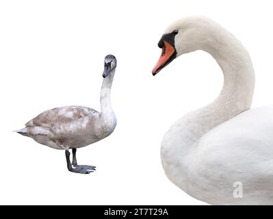 young and white swan isolated on a white background Stock Photo