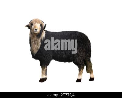 black sheep isolated on white background Stock Photo