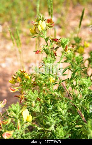 Yellow restharrow (Ononis natrix) is a perennial herb native to Mediterranean basin. This photo was taken in Alquezar, Huesca, Aragon, Spain. Stock Photo