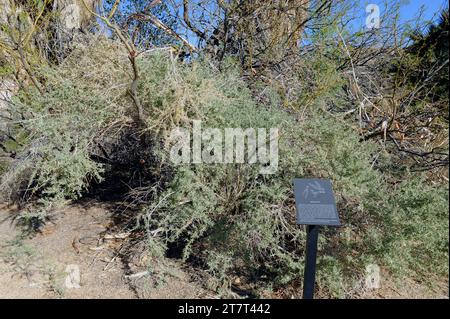 Honey mesquite (Prosopis glandulosa) is a spiny shrub or small tree native to southwestern United States and Mexico. This photo was taken in Joshua Tr Stock Photo