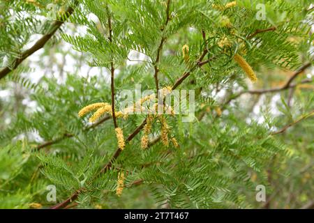 Honey mesquite (Prosopis glandulosa) is a spiny shrub or small tree native to southwestern United States and Mexico. Flowers and fruits detail. Stock Photo