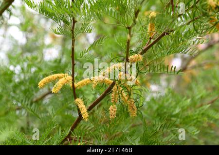 Honey mesquite (Prosopis glandulosa) is a spiny shrub or small tree native to southwestern United States and Mexico. Flowers and fruits detail. Stock Photo