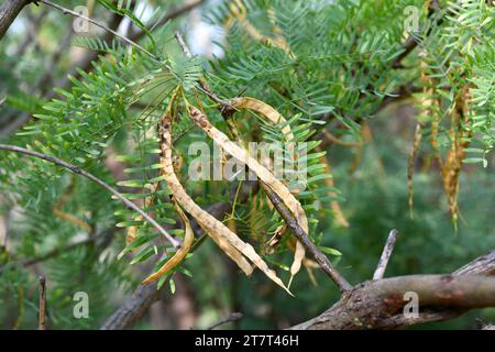 Honey mesquite (Prosopis glandulosa) is a spiny shrub or small tree native to southwestern United States and Mexico. Ripe fruits detail. Stock Photo