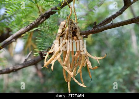 Honey mesquite (Prosopis glandulosa) is a spiny shrub or small tree native to southwestern United States and Mexico. Ripe fruits detail. Stock Photo