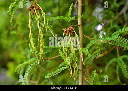 Toromiro (Sophora toromiro) is a tree endemic to Easter Island but extinct in the wild. Fruits (legumes) detail. This photo was taken in Chile. Stock Photo