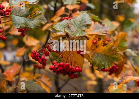 Red viburnum berries with raindrops on the branches Stock Photo