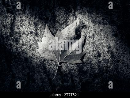 Dead leaf on the ground in Beniarres Stock Photo