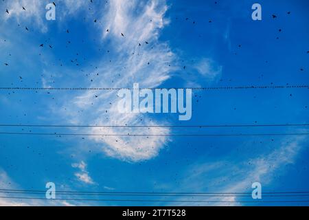 Large flock of birds sitting on power line Stock Photo