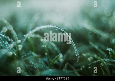 Blade of grass covered in morning dew Stock Photo