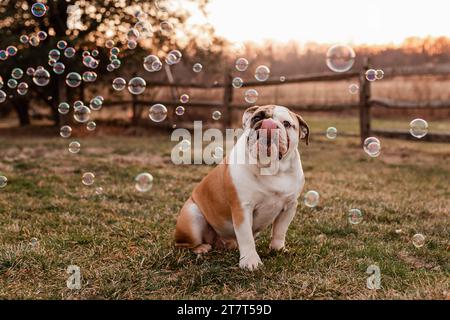 lure coursing - english bulldog running a lure course Stock Photo