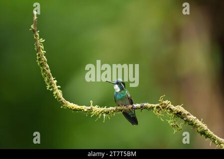 White-throated Mountain Gem Sitting Perched on Moss-covered Branch Stock Photo