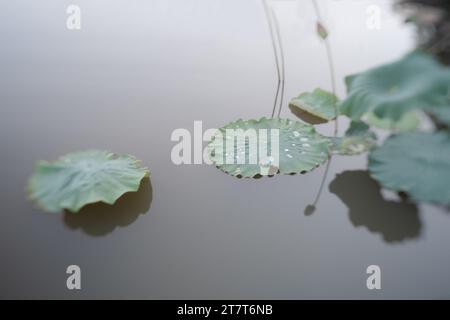 Water lilies inspired by Claude Monet Stock Photo