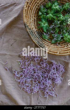 Lemon Balm With Scissors On Wooden Table Stock Photo - Alamy