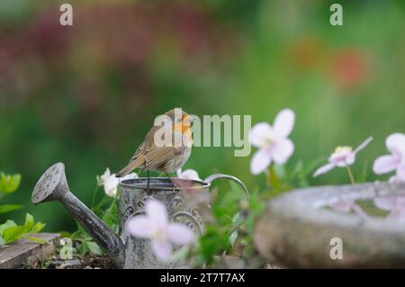 European robin Erithacus rubecula, perched on childs watering can next to garden bird bath, County Durham, England, UK, May. Stock Photo