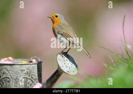European robin Erithacus rubecula,  perched on childs watering can in garden, County Durham, England, UK, June. Stock Photo