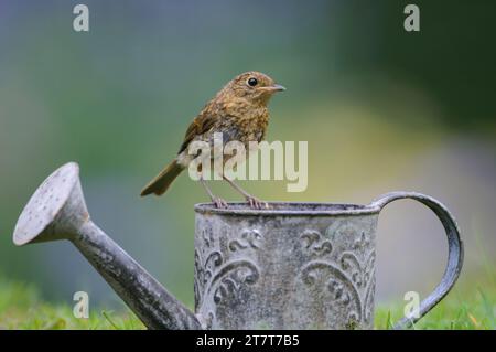 European robin Erithacus rubecula, juvenile perched on childs watering can in garden, County Durham, England, UK, August. Stock Photo