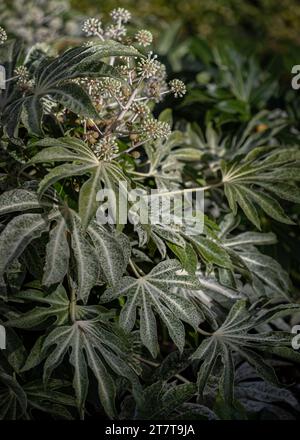 Beautiful Fatsia japonica 'Spider's Web' full blossom in Autumn. Winter Flowers and Leaves of a Japanese aralia or Castor Oil Plant, Space for text, S Stock Photo