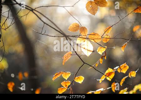 Hambledon Road, Godalming. 17th November 2023. A beautiful sunny morning across the Home Counties today. Autumn colours in the village of Hambledon near Godalming in Surrey. Credit: james jagger/Alamy Live News Stock Photo