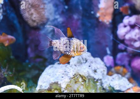 The pajama cardinalfish, spotted cardinalfish, coral cardinalfish, or polkadot cardinalfish (Sphaeramia nematoptera) Stock Photo