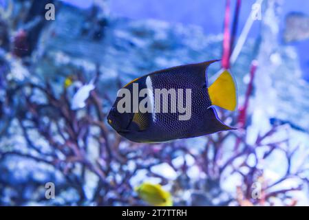 Holacanthus passer (king angelfish or passer angelfish) Stock Photo